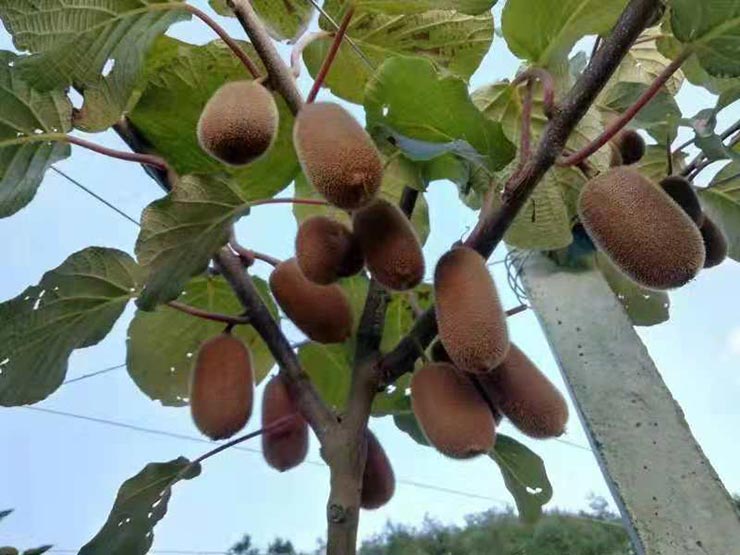 俄罗斯专享会294·VIP(中国区)官方网站