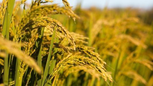 俄罗斯专享会294·VIP(中国区)官方网站