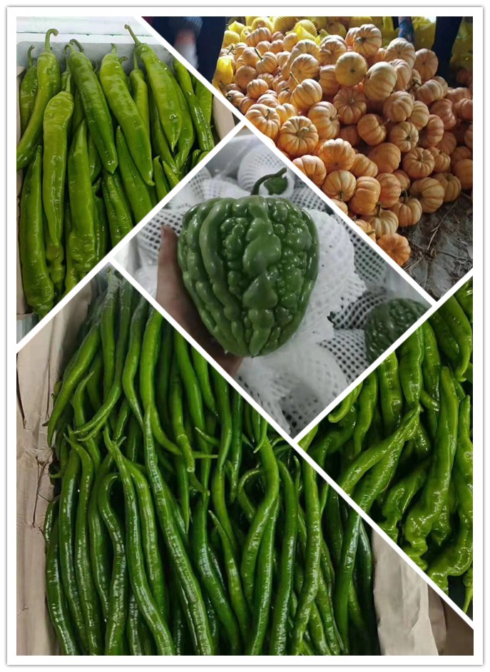 俄罗斯专享会294·VIP(中国区)官方网站